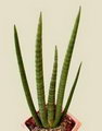 African Spear